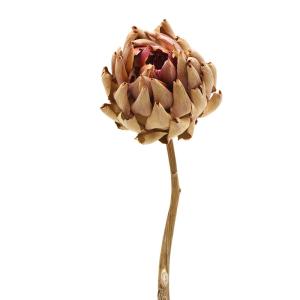 ドライフラワー 花材 即日出荷 アーティチョーク...の商品画像