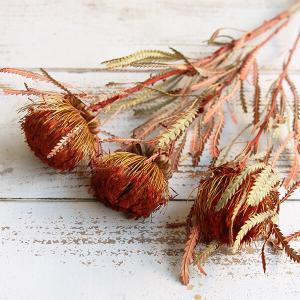 ドライフラワー 花材 即日出荷 フォルモッサ ...の詳細画像1