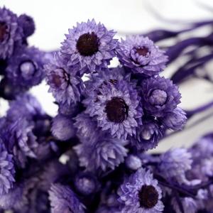 ドライフラワー 花材 即日出荷 ミニエバーラス...の詳細画像1
