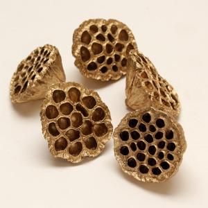 ドライフラワー 花材 即日出荷 特価 ハス 特大...の商品画像