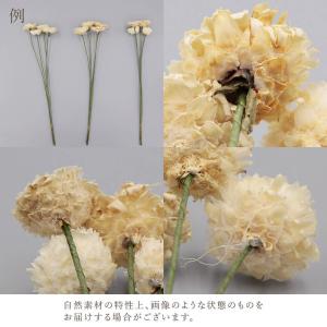 ドライフラワー 花材 即日出荷 期間限定特価 ...の詳細画像3