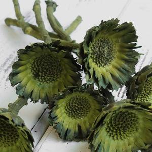 ドライフラワー 花材 即日出荷 プロテアコンパ...の詳細画像1