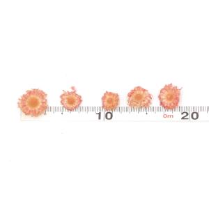 ドライフラワー 花材 即日出荷 期間限定特価 ...の詳細画像2