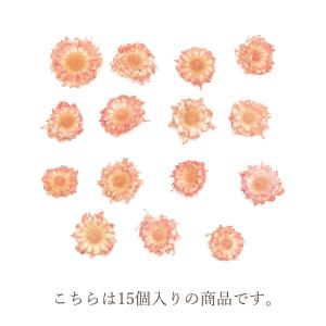 ドライフラワー 花材 即日出荷 期間限定特価 ...の詳細画像3