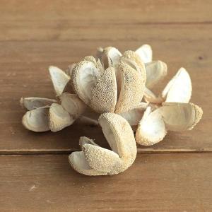 ドライフラワー 花材 即日出荷 ブレットフラワー ホワイト 実 ドライフラワー スワッグ ブーケ ドライフラワー花束 ドライフラワースワッグ 花材 東方貿易