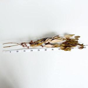 ドライフラワー 花材 即日出荷 特価 ウィロー...の詳細画像2
