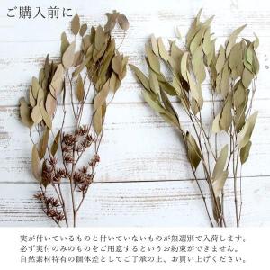 ドライフラワー 花材 即日出荷 特価 ウィロー...の詳細画像3