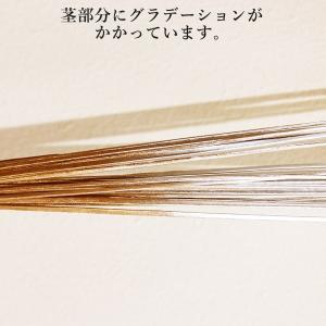 ドライフラワー 花材 即日出荷 カーリーティン...の詳細画像1