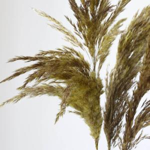 ドライフラワー 花材 即日出荷 特価 フェザー...の詳細画像1