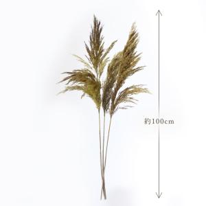ドライフラワー 花材 即日出荷 特価 フェザー...の詳細画像2