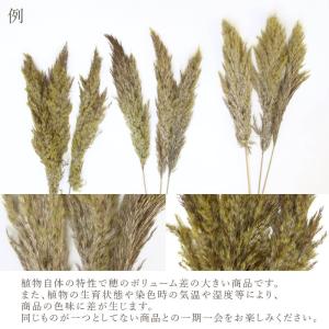 ドライフラワー 花材 即日出荷 特価 フェザー...の詳細画像3
