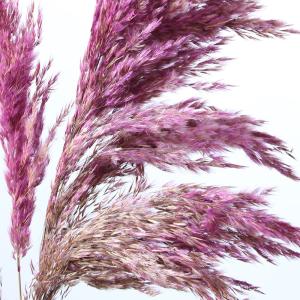 ドライフラワー 花材 即日出荷 特価 フェザー...の詳細画像1