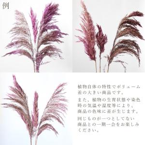 ドライフラワー 花材 即日出荷 特価 フェザー...の詳細画像3