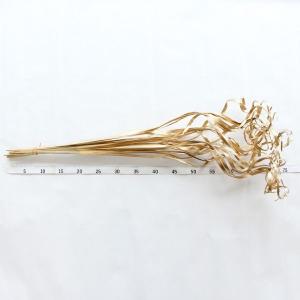 ドライフラワー 花材 即日出荷 パームカーリー...の詳細画像2
