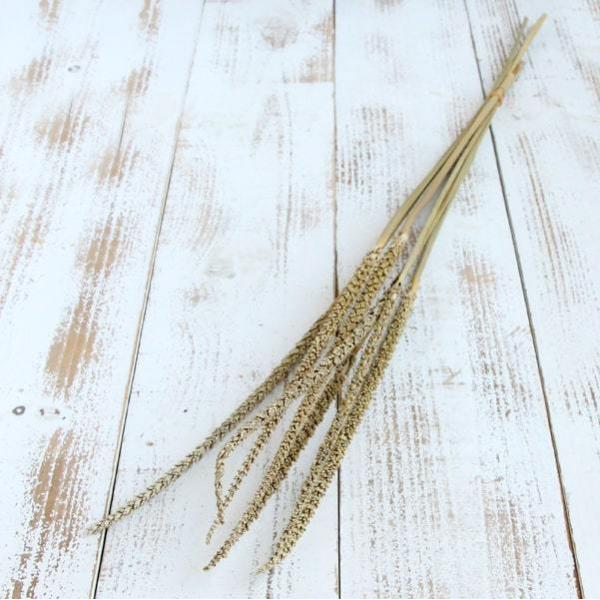 ドライフラワー 花材 即日出荷 特価 リード クリーム(在庫限り) ドライフラワー スワッグ ブーケ...