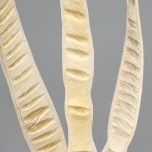 ドライフラワー 花材 即日出荷 ステップフルー...の詳細画像1