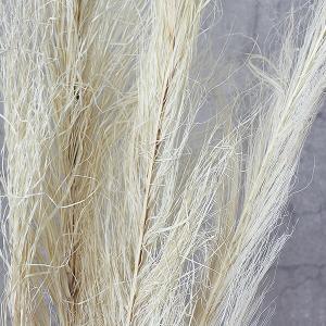 ドライフラワー 花材 即日出荷 特価 フェニッ...の詳細画像1