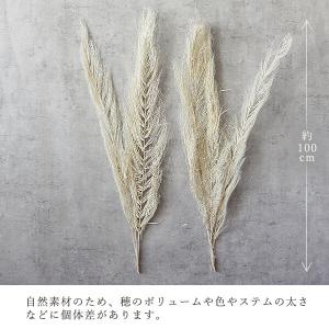 ドライフラワー 花材 即日出荷 特価 フェニッ...の詳細画像2