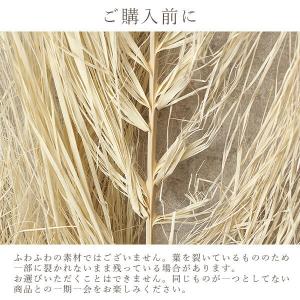 ドライフラワー 花材 即日出荷 特価 フェニッ...の詳細画像3