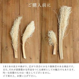 ドライフラワー 花材 即日出荷 特価 ほうき草...の詳細画像3