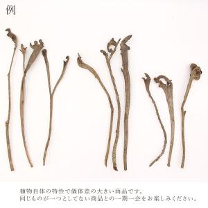ドライフラワー 花材 即日出荷 インド石化S ...の詳細画像2