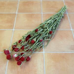 ドライフラワー 花材 即日出荷 センニチコウ ナ...の商品画像