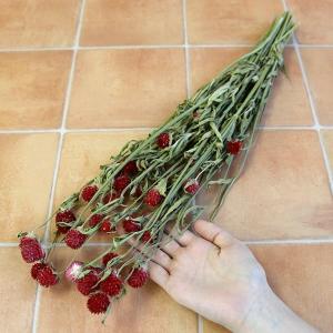 ドライフラワー 花材 即日出荷 センニチコウ ...の詳細画像2