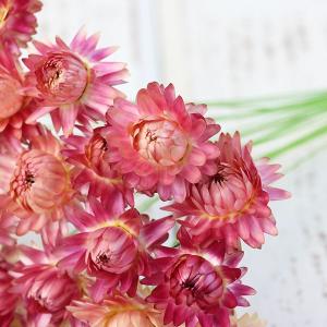 ドライフラワー 花材 即日出荷 ヘリクリサムワ...の詳細画像1