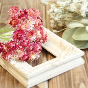 ドライフラワー 花材 即日出荷 ヘリクリサムワ...の詳細画像2