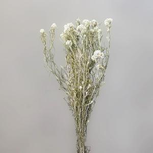ドライフラワー 花材 即日出荷 ハハコグサ アナハリス ナチュラル ドライフラワー スワッグ ブーケ ドライフラワー花束 ドライフラワースワッグ 花材 東花