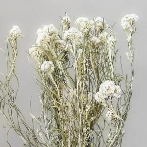 ドライフラワー 花材 即日出荷 ハハコグサ ア...の詳細画像1
