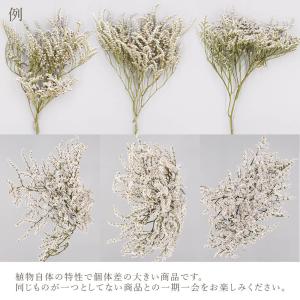 ドライフラワー 花材 即日出荷 タタリカ ナチ...の詳細画像4