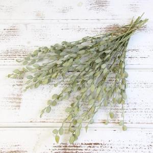 《ドライフラワー 花材》出荷東花 フィビジア ナチュラル