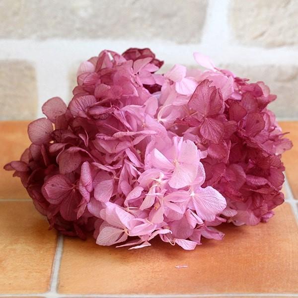 プリザーブドフラワー 花材 即日出荷 ソフトあじさい彩 ボルドー×ボルドー アジサイ あじさい 紫陽...