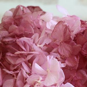 プリザーブドフラワー 花材 即日出荷 ソフトあ...の詳細画像1
