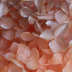 プリザーブドフラワー 花材 即日出荷 ソフトあ...の詳細画像1