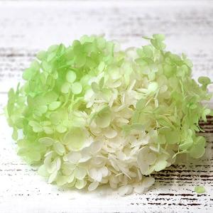 プリザーブドフラワー 花材 即日出荷 ソフトあじ...の商品画像