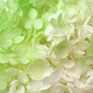 プリザーブドフラワー 花材 即日出荷 ソフトあ...の詳細画像1