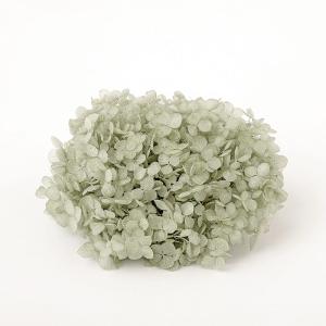 プリザーブドフラワー 花材 即日出荷 ソフトあじさいアナベル グレイッシュグリーン 花材 素材 材料 パーツ アジサイ あじさい 紫陽花 花びら 緑 DIY 東花