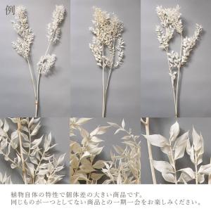 プリザーブドフラワー 花材 即日出荷 ソフトラ...の詳細画像3