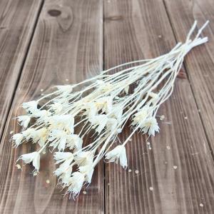 アスカ商会 ドライフラワー 花材 とりよせ品 カスミソウ クリーム