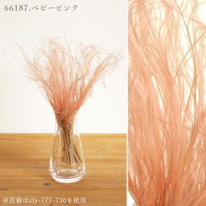 ドライフラワー 花材 即日出荷 スティファ フ...の詳細画像3