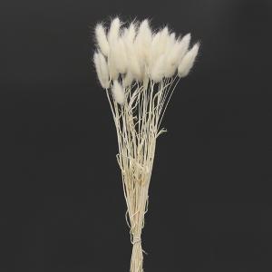ドライフラワー 花材 即日出荷 ラグラス ホワイト 穂 ドライフラワー スワッグ ブーケ ドライフラワー花束 ドライフラワースワッグ リース アレンジ 東花