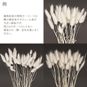 ドライフラワー 花材 即日出荷 ラグラス サラ...の詳細画像3