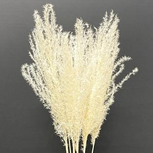 ドライフラワー 花材 即日出荷 ススキ サラシ...の詳細画像1