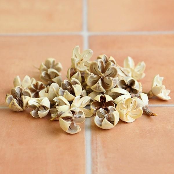 ドライフラワー 花材 即日出荷 バクリフラワー アイボリー ドライフラワー 木の実 リース アレンジ...