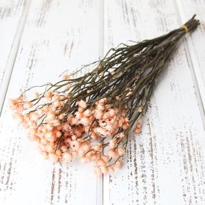 ドライフラワー 花材 即日出荷 アンモビューム ...の商品画像