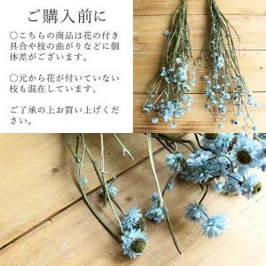ドライフラワー 花材 即日出荷 アンモビューム...の詳細画像2