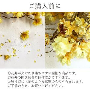 ドライフラワー 花材 即日出荷 アンモビューム...の詳細画像3