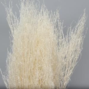 ドライフラワー 花材 即日出荷 コキア束 サラ...の詳細画像1